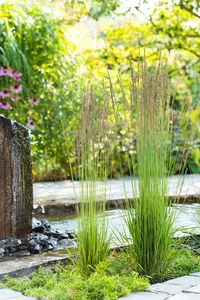 molinia caerulea  moorhexe  - afbeelding 2