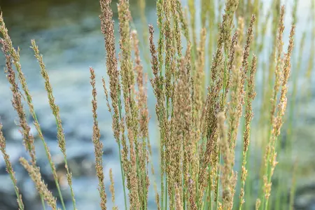 molinia caerulea  moorhexe  - afbeelding 4