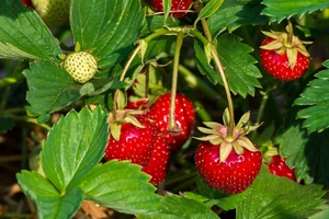 ostara doordragers