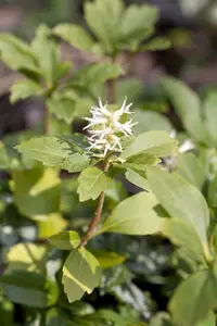 pot9cm - afbeelding 4