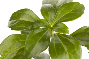 pot9cm - afbeelding 1