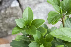 pot9cm - afbeelding 5