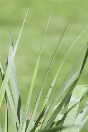 panicum virgatum  prairy sky  - afbeelding 3