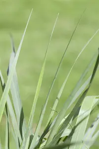 panicum virgatum  prairy sky  - afbeelding 3