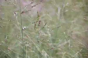 panicum virgatum  prairy sky