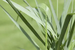 panicum virgatum  prairy sky  - afbeelding 2