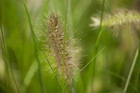 pot9cm - afbeelding 2
