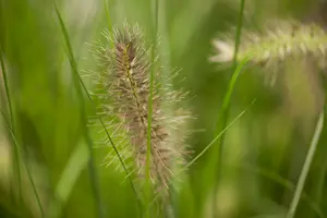 pot9cm - afbeelding 2