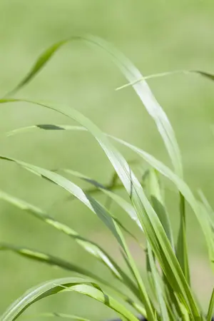 pennisetum viridiscens - afbeelding 3