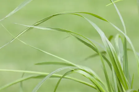 pennisetum viridiscens - afbeelding 5