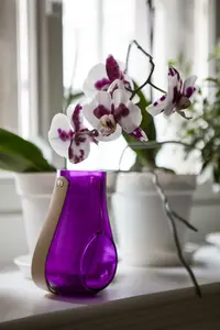 hybride pot 9 - afbeelding 4