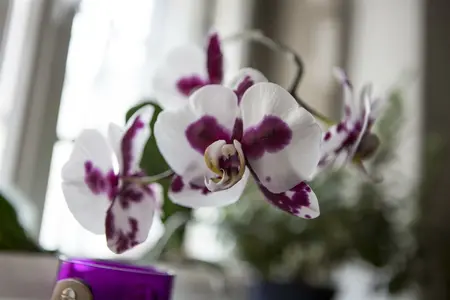 hybride gemengd - afbeelding 5