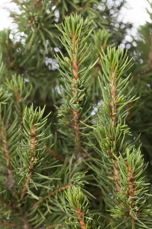 60/+ cm C5 - afbeelding 2