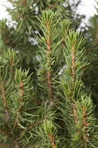 60/+ cm C5 - afbeelding 2