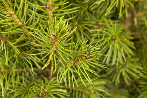 30-40 cm. P15 - afbeelding 4