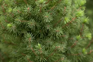 30-40 cm. P15 - afbeelding 5