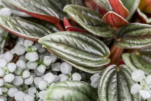 pilea depressa - afbeelding 1