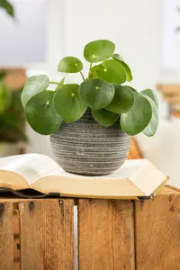 pilea peperomioides
