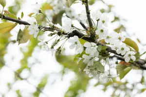 prunus a. castor