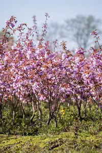 prunus serr. kanzan