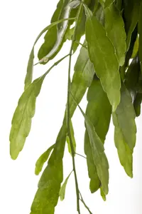 rhipsalis