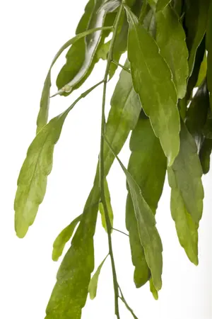 hangpot groot