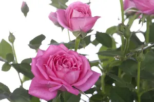 rosa (persica) in cultivars - afbeelding 3