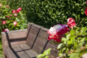rosa (persica) in cultivars - afbeelding 5