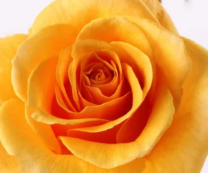 rosa (t) rose alleyson a-kwal.