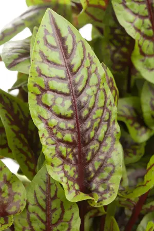 rumex sanguineus - afbeelding 2