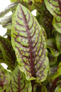 rumex sanguineus - afbeelding 2