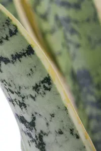 sansevieria trifasciata laurentii 