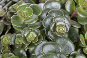sedum makinoides