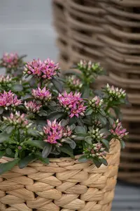 sedum spot on