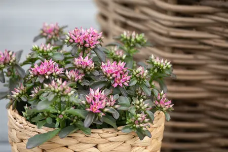sedum spot on - afbeelding 2