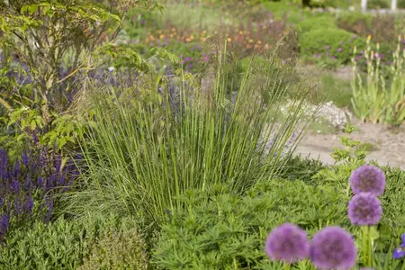 stipa gigantea - afbeelding 1