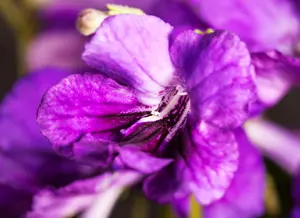 streptocarpus
