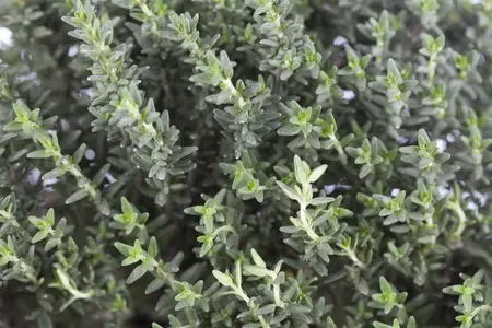 thymus vulgaris - afbeelding 1