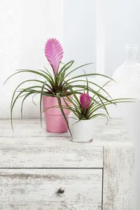 tillandsia
