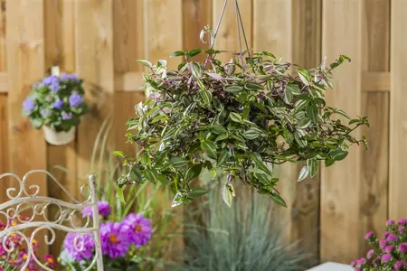 hangplant