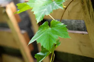 vitis muscat d alexandrie
